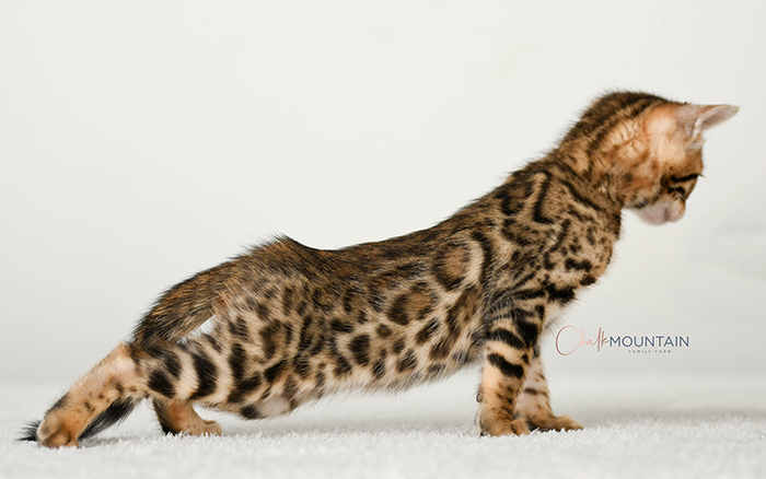 Bengal kitten for sale